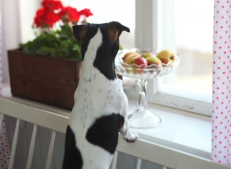 Hunden Melker spanar ut genom fönstret för att kika på gästerna.