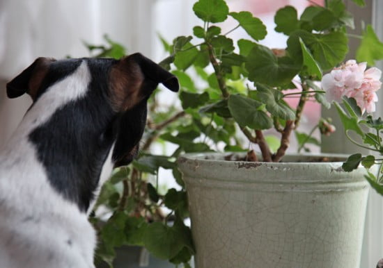 Hunden Melker spanar ut genom pelargoniorna i fönstret.