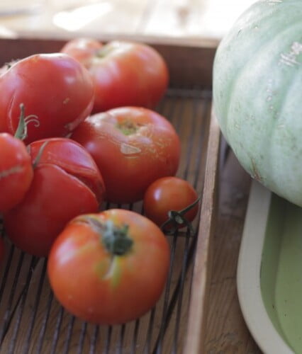 Blandade storlekar av tomater som ligger på ett ugnsgaller.