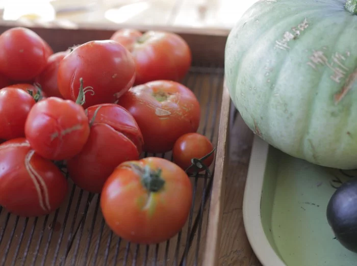 Röda solmogna tomater på galler i form.