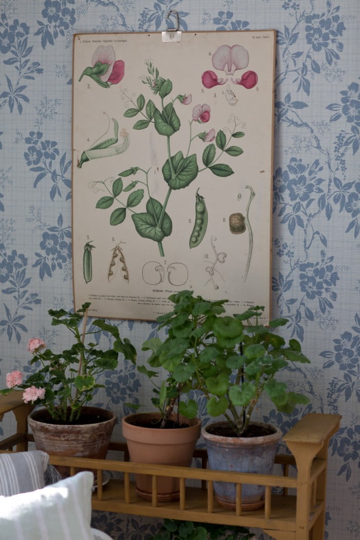 byggnadsvård skolplansch blommig tapet sandbergs vera