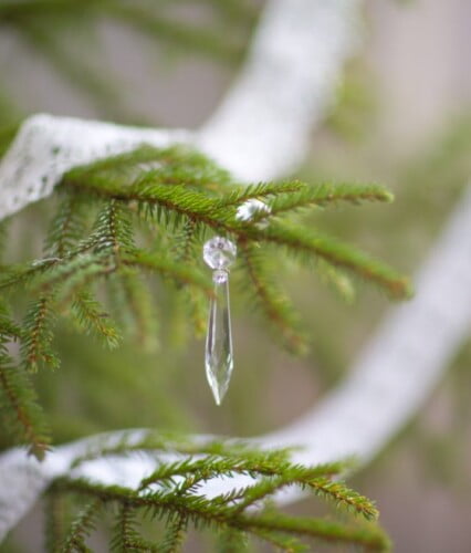 Grön gran inomhus klädd med vit spets som girland. I en gren hänger en kristall från en kristallkrona.