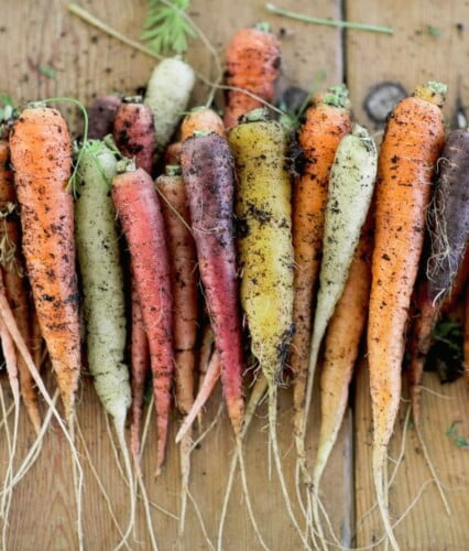 nyligen uppdragna morötter i skiftande färger ligger i trave på varandra på köksbord.