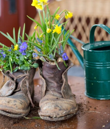 Utnötta kängor med blommor planterade innuti,