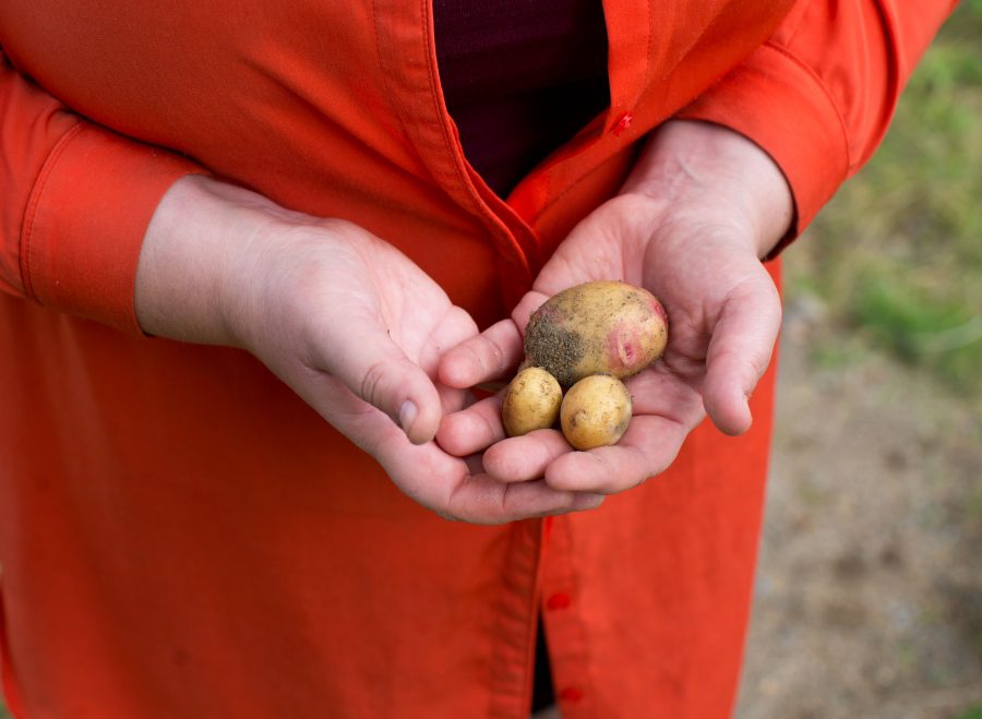 Händer som håller nyskördad potatis, från En Underbar Pod.
