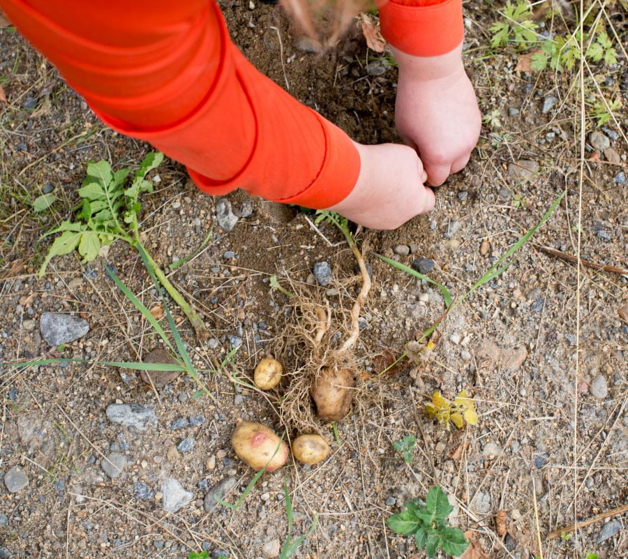 Händer i sandig jord som gräver upp små potatisar. Ur En Underbar Pod.