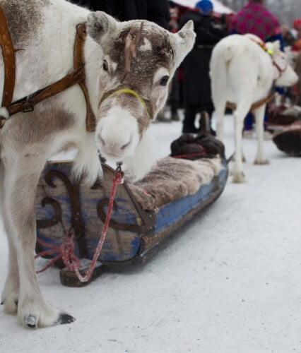 Ung ren drar släde på Jokkmokks marknad och vänder sig om och tittar in i kameran
