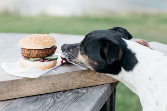 Hunden Melker sniffar på nygrillade burgare vid grillplats.