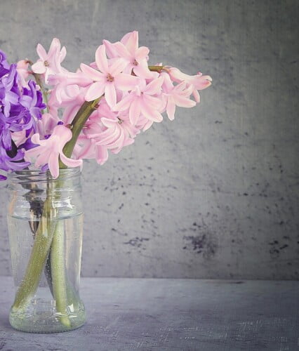 vinterförvara hyacinter övervintra hyacinter plantera ut