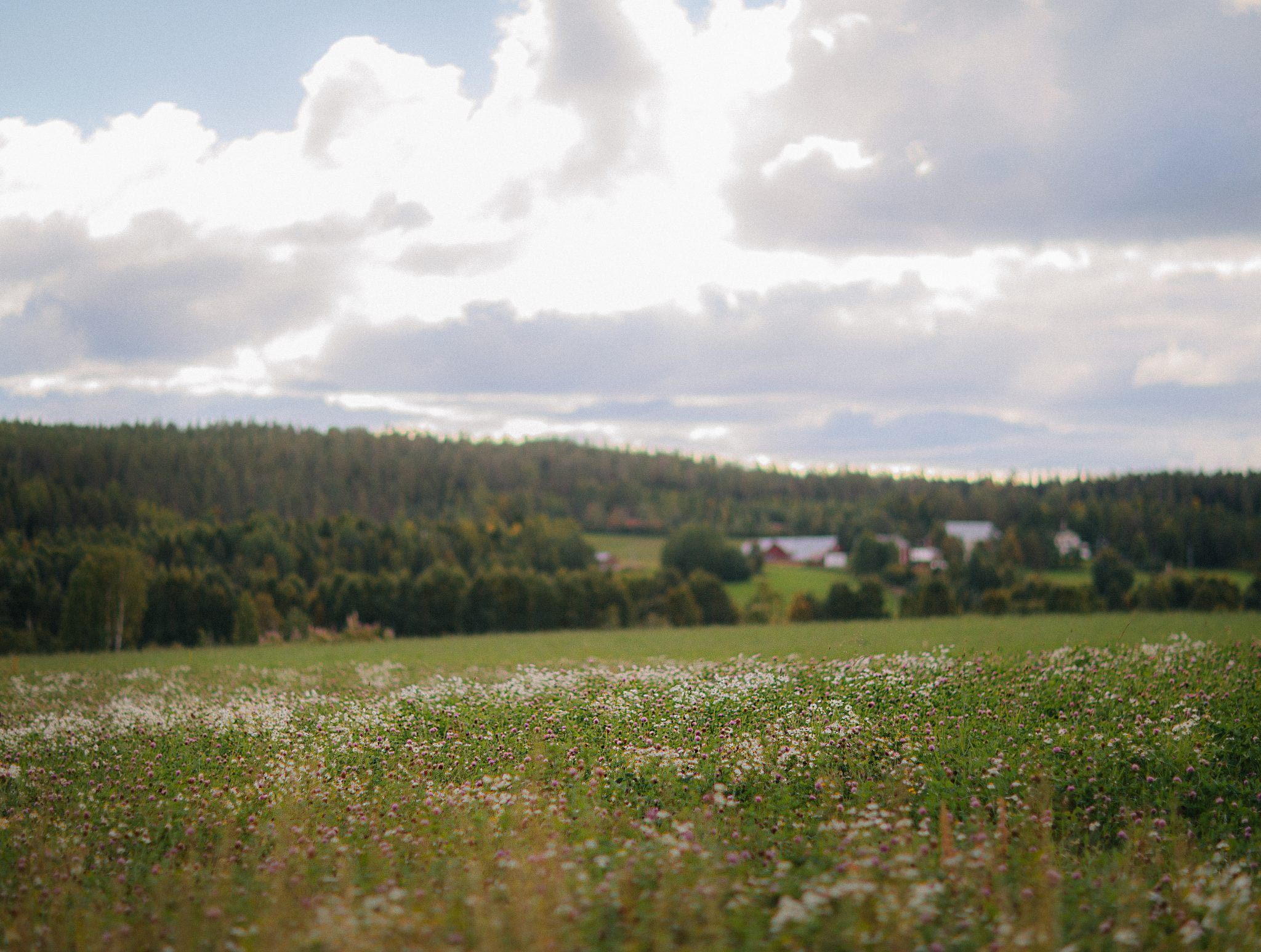 Veckans grönt - Claras självförsörjning & klimat, Matprat - UnderbaraClara